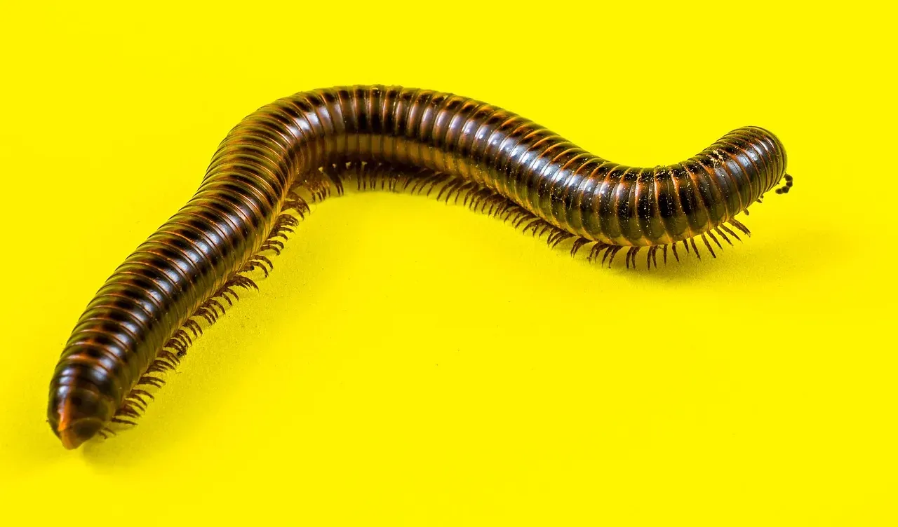 Giant Desert Centipede (Image Credits: Pixabay)