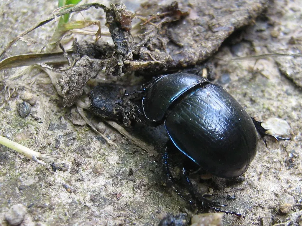 Scorpio: The Scarab's Transformation Wealth (Image Credits: Flickr)