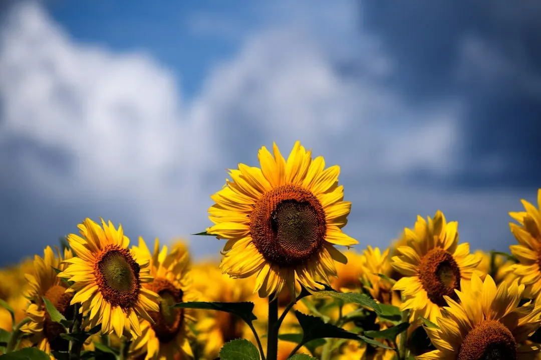 #3 - Grow Sunflowers Specifically for Seed Production (Image Credits: Unsplash)