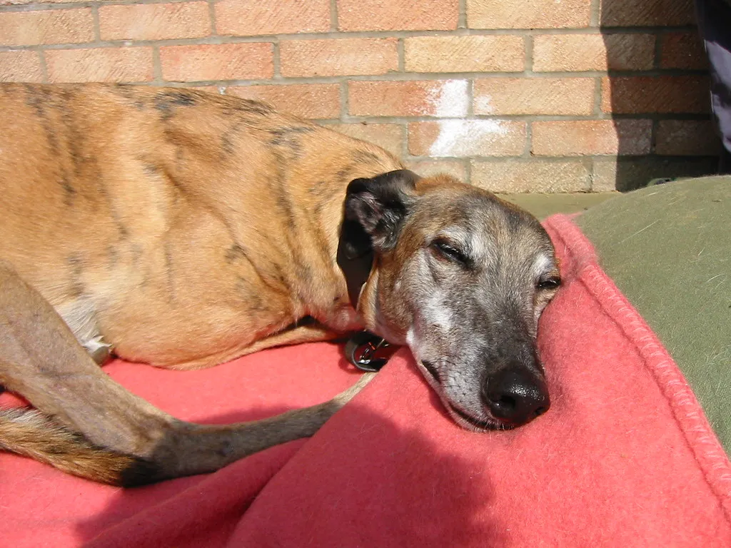 #20 - Greyhound: Retired Racer, Professional Couch Ghost (Settles Very Fast) (Dave Hamster, Flickr, CC BY 2.0)