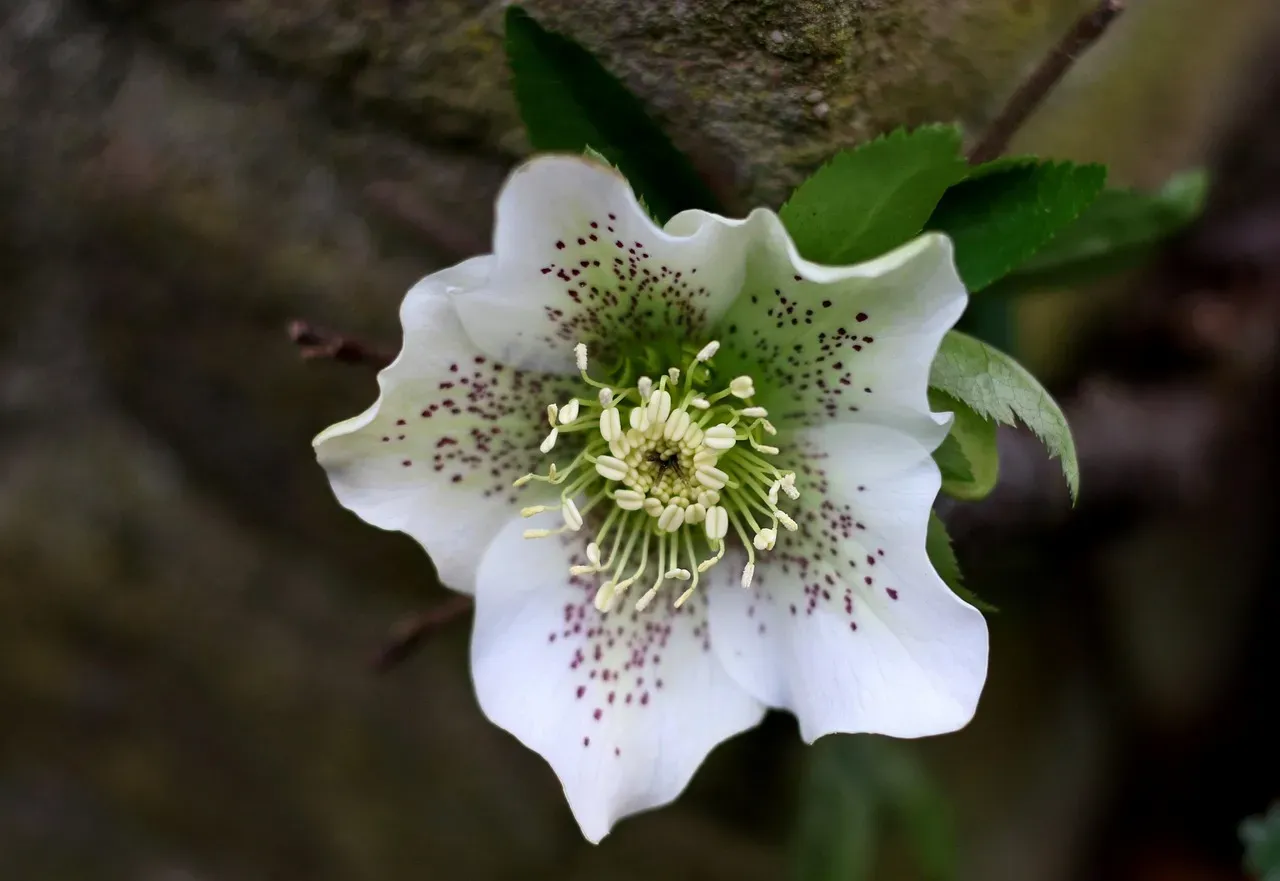 Cancer (June 21 – July 22): White Hellebore (Image Credits: Pixabay)