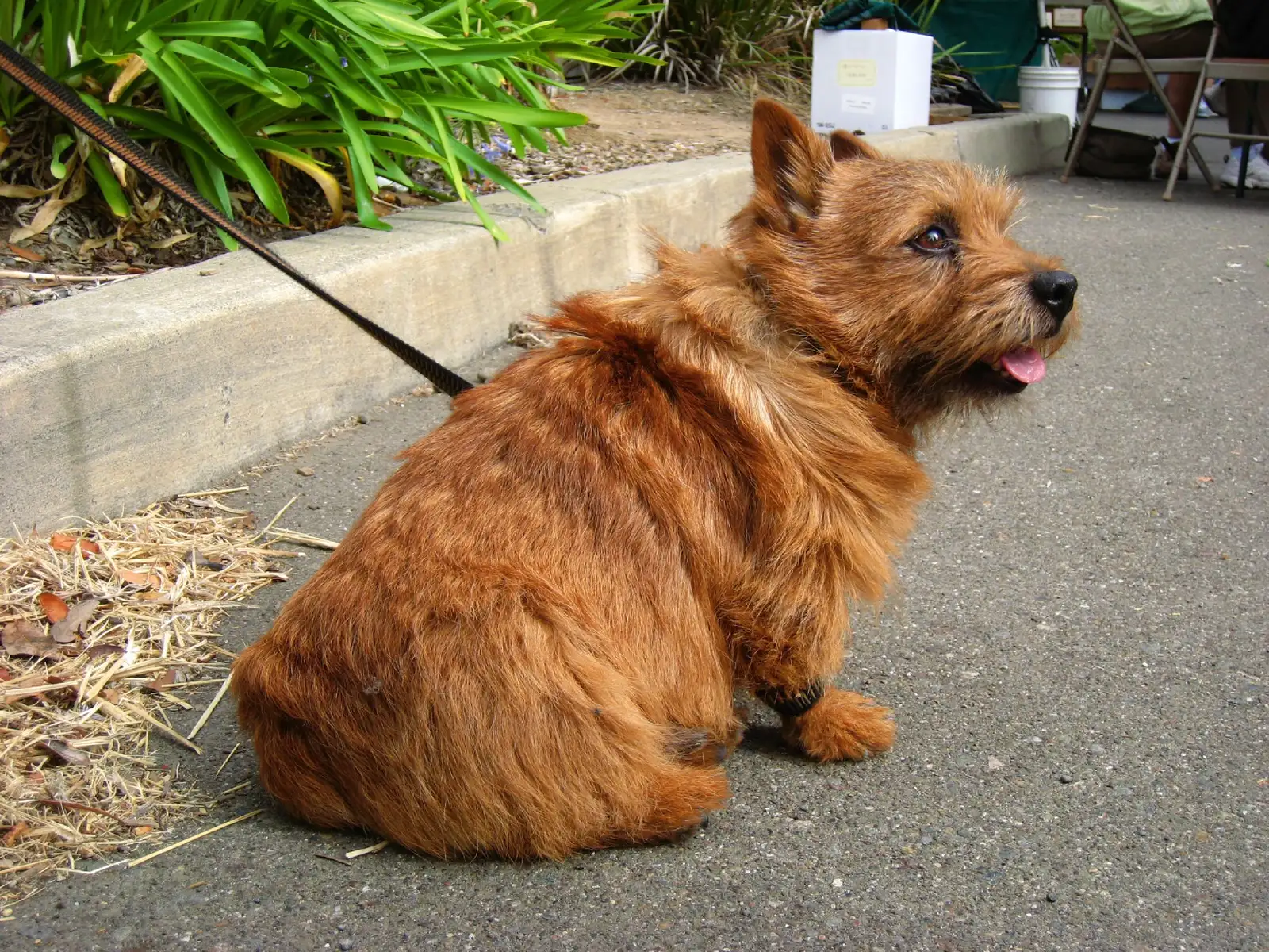 Norwich Terrier (Flickr, CC BY-SA 2.0)