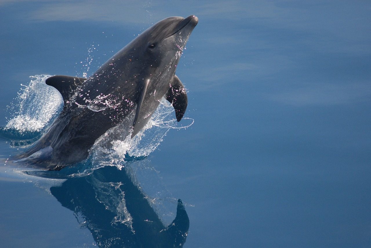 The Grace Factor: Why Dolphins Symbolize Celestial Elegance (Image Credits: Pixabay)