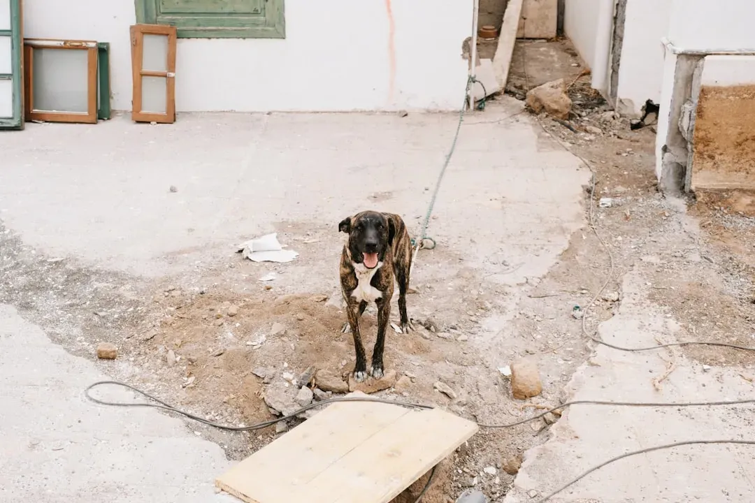 9. Te Fiti: A Dog Who Survived Seven Tornadoes (Image Credits: Unsplash)