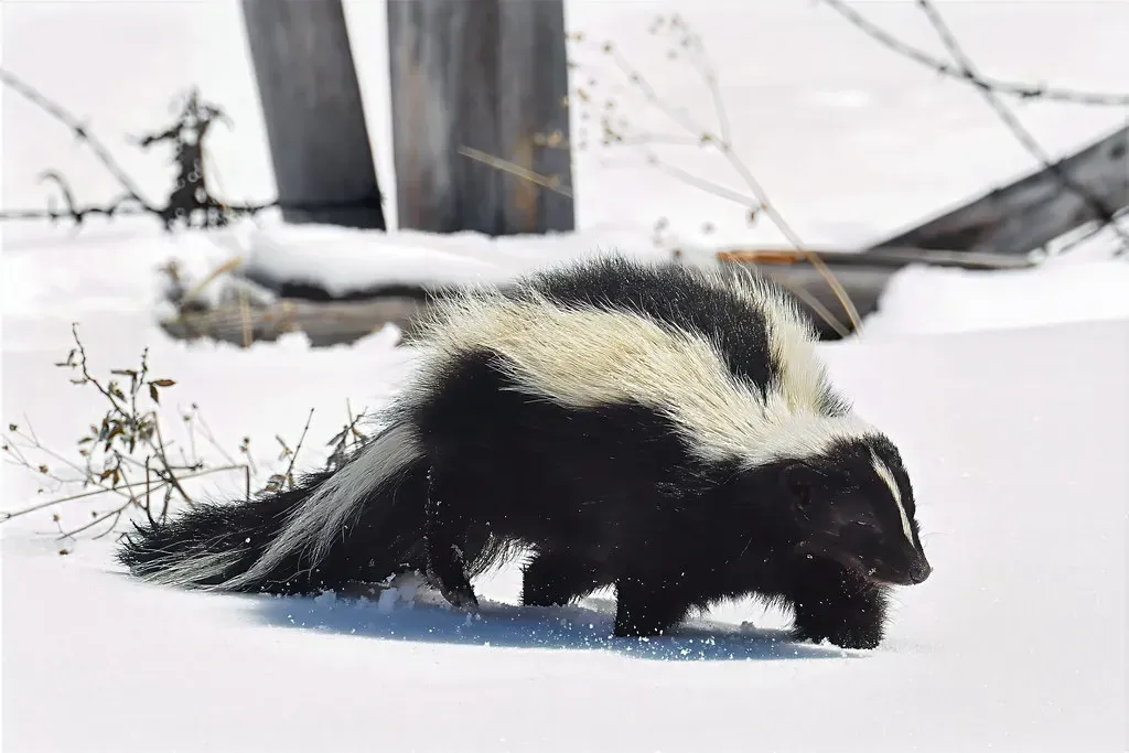 #8: Skunks Are Secret Ecosystem Workers (NDomer73, Flickr, CC BY 2.0)