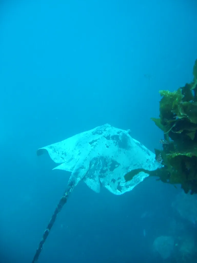 8. Stingray (Image Credits: Flickr)