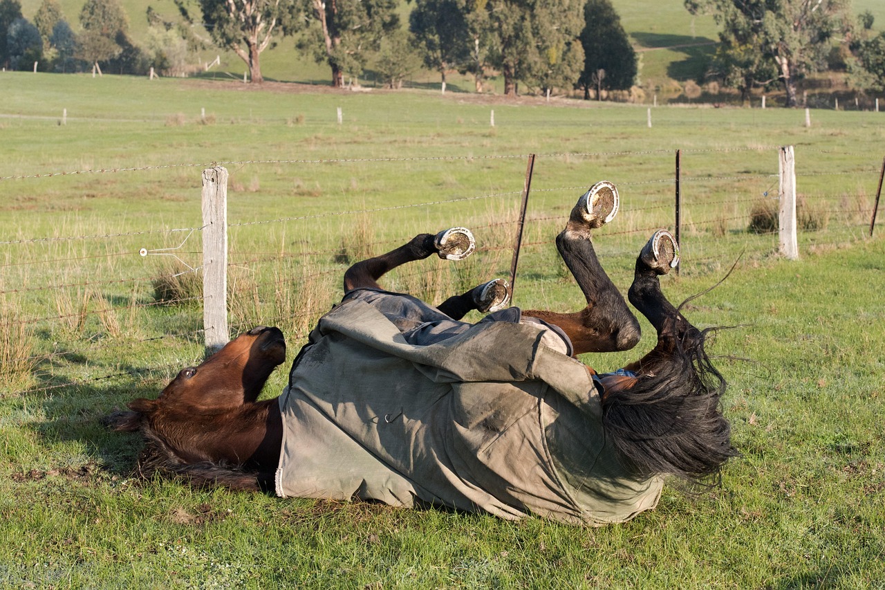 Seasonal Coat Maintenance (Image Credits: Pixabay)