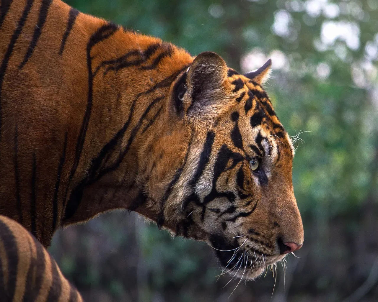 7. Nepal's Bengal Tigers: Nearly Tripled in a Decade (Image Credits: Pixabay)