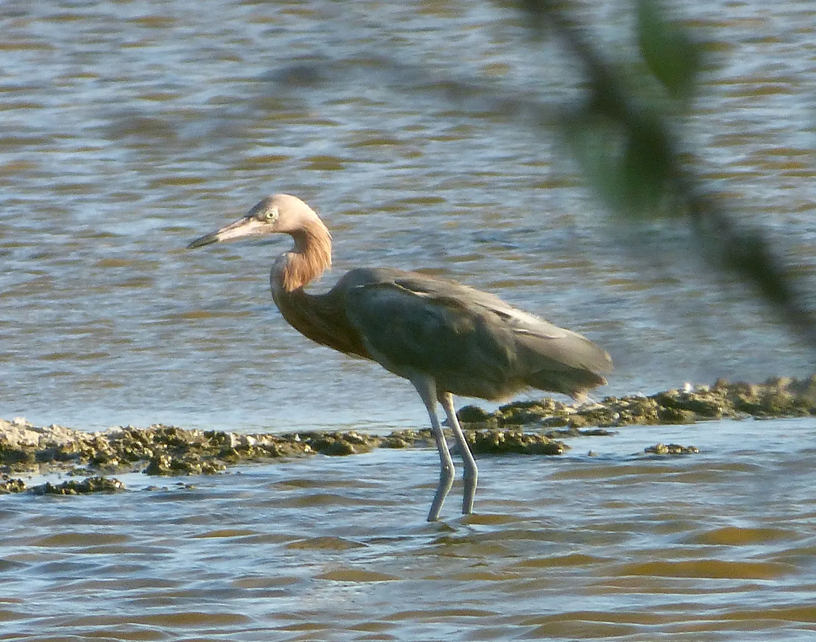 Merritt Island National Wildlife Refuge: Space Coast Birding (Reddish Egret . Egretta rufescens, CC BY 2.0)