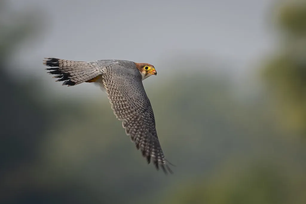 Personality Traits That Define the Falcon (Image Credits: Flickr)