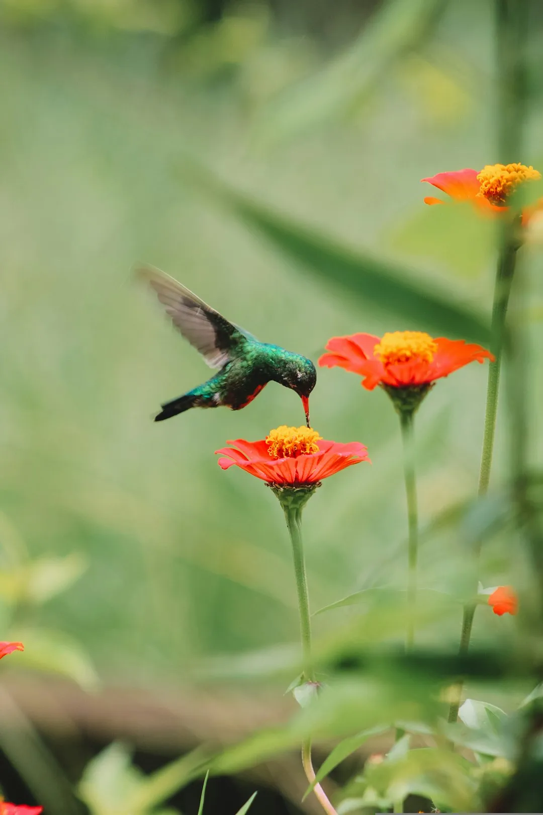 #13 - Zinnias (Surprise Annual Magnet) vs. Begonias (Pretty, But Not for Hummers) (Image Credits: Unsplash)