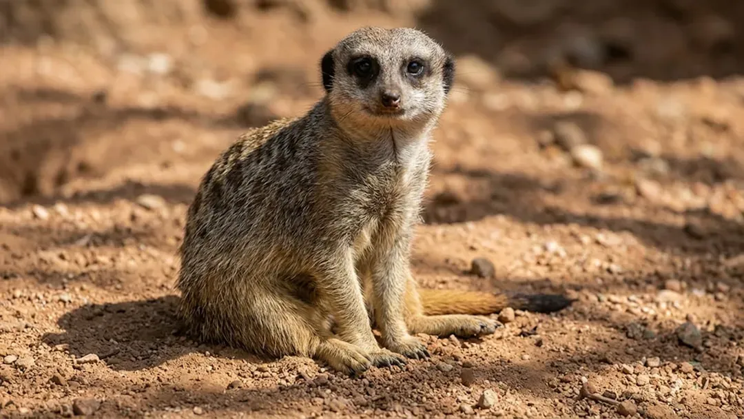 5. Thick Fur and Skin Against Sun and Chill (Image Credits: Unsplash)