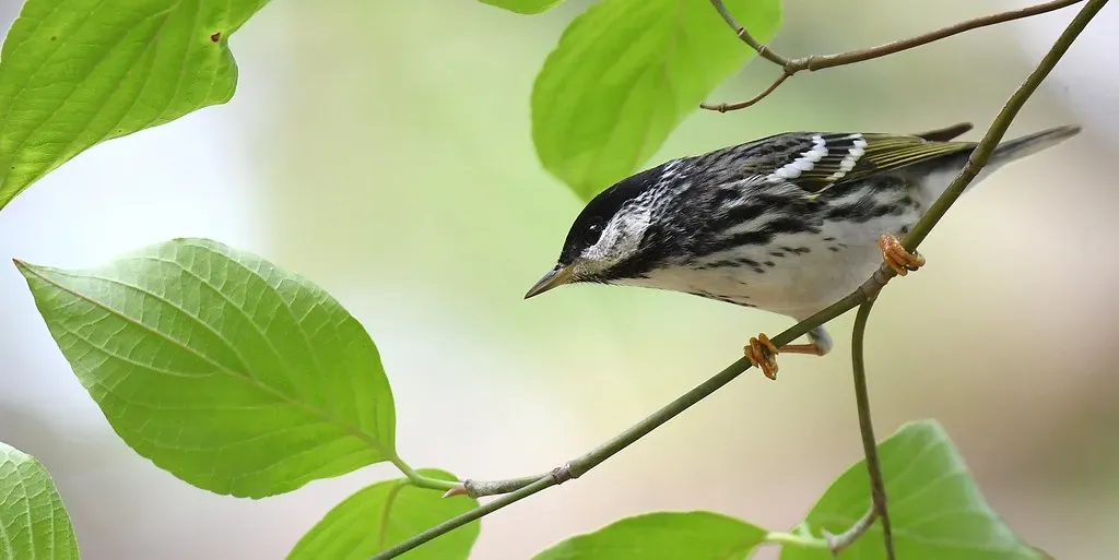 4. Blackpoll Warbler: A Tiny Bird With Enormous Nerve (Wildreturn, Flickr, CC BY 2.0)
