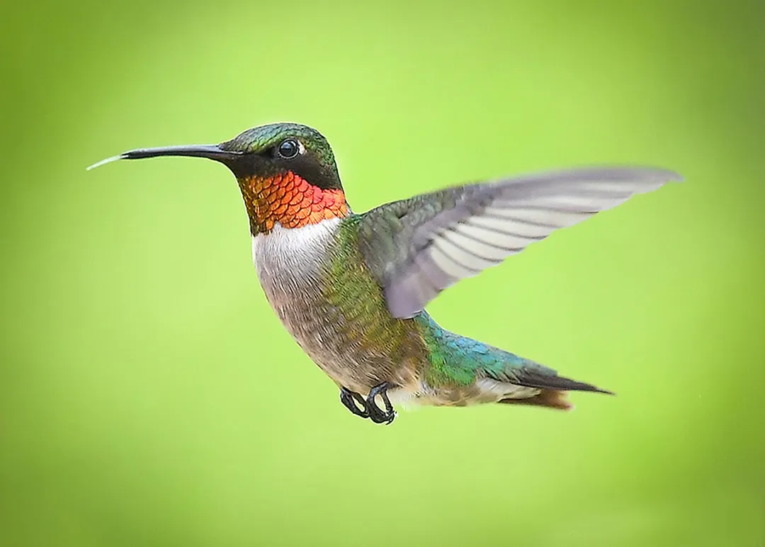 #14 - They Quietly Practice Long-Distance Flight (Image Credits: Unsplash)