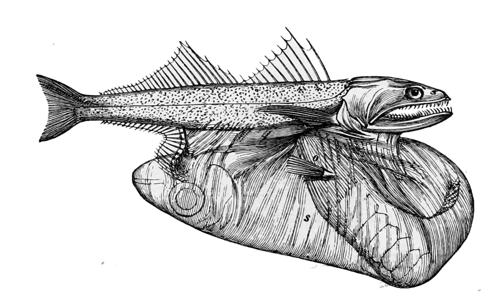 The Black Swallower - Nature's Most Gluttonous Monster (Image Credits: Wikimedia)