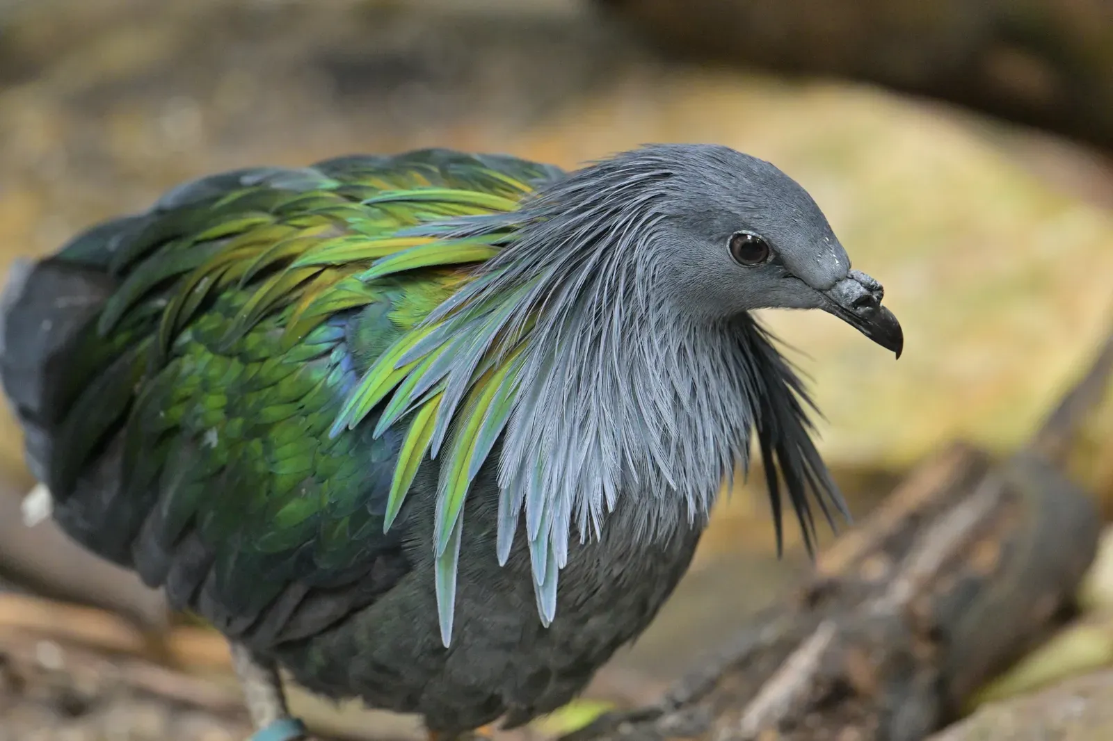 6. Nicobar Pigeon (Image Credits: Wikimedia)