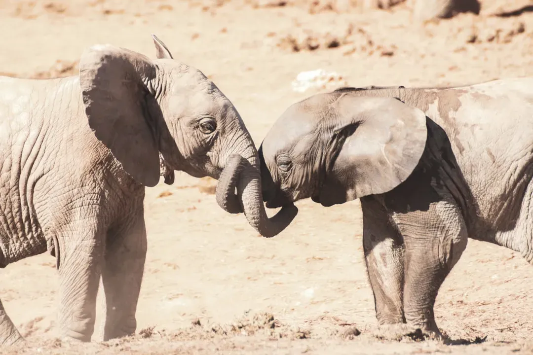 Their Trunks Have More Muscles Than Your Entire Body (Image Credits: Unsplash)