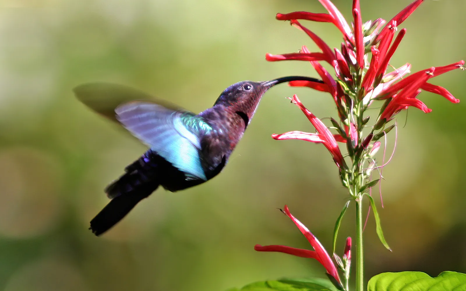#15 - Your Sugar Recipe Matters More Than Your "Hummingbird Food" Brand (Own work, from Sharp Photography, sharpphotography, CC BY 3.0)