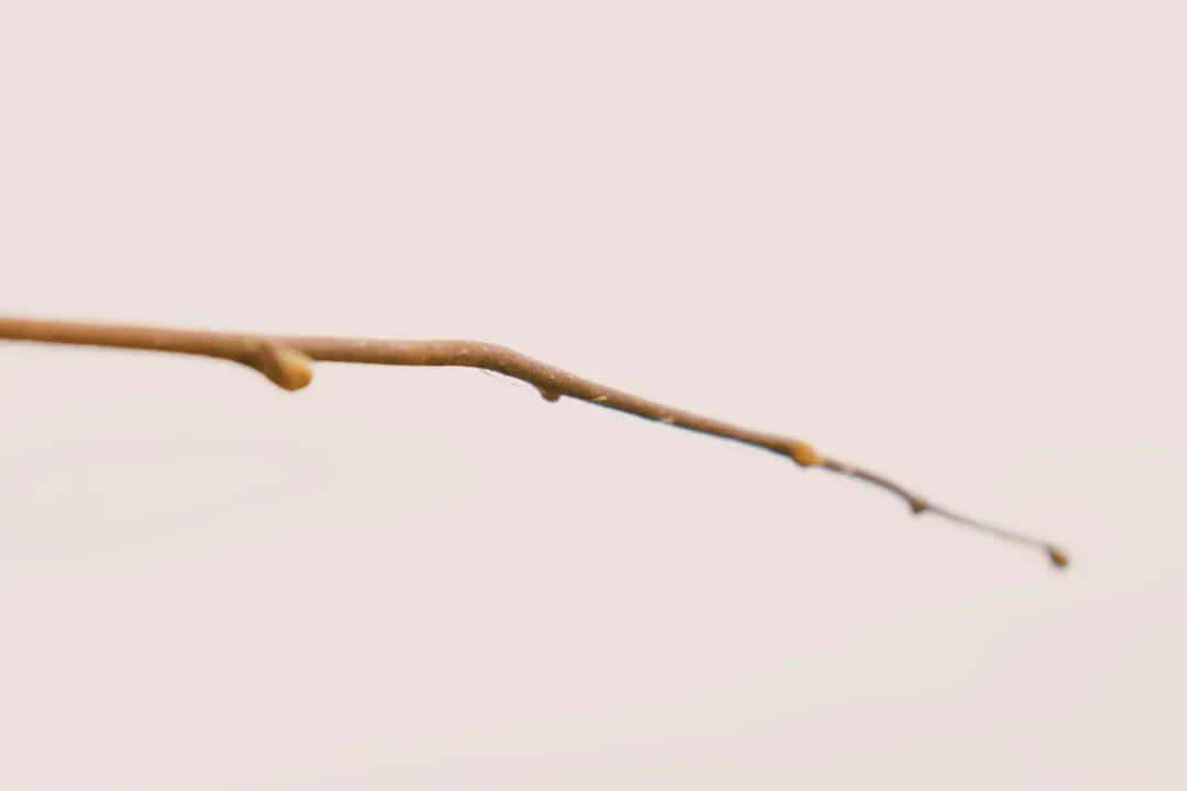 The Moment Everything Changed: Jane Goodall and the Twig (Image Credits: Unsplash)