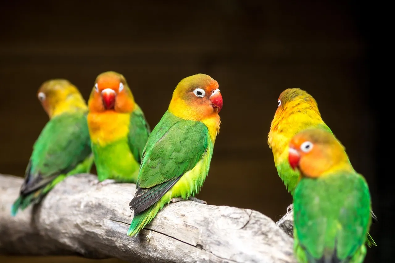 #3 Wild parrotlet chicks turn their nest into a rehearsal studio (Image Credits: Pixabay)