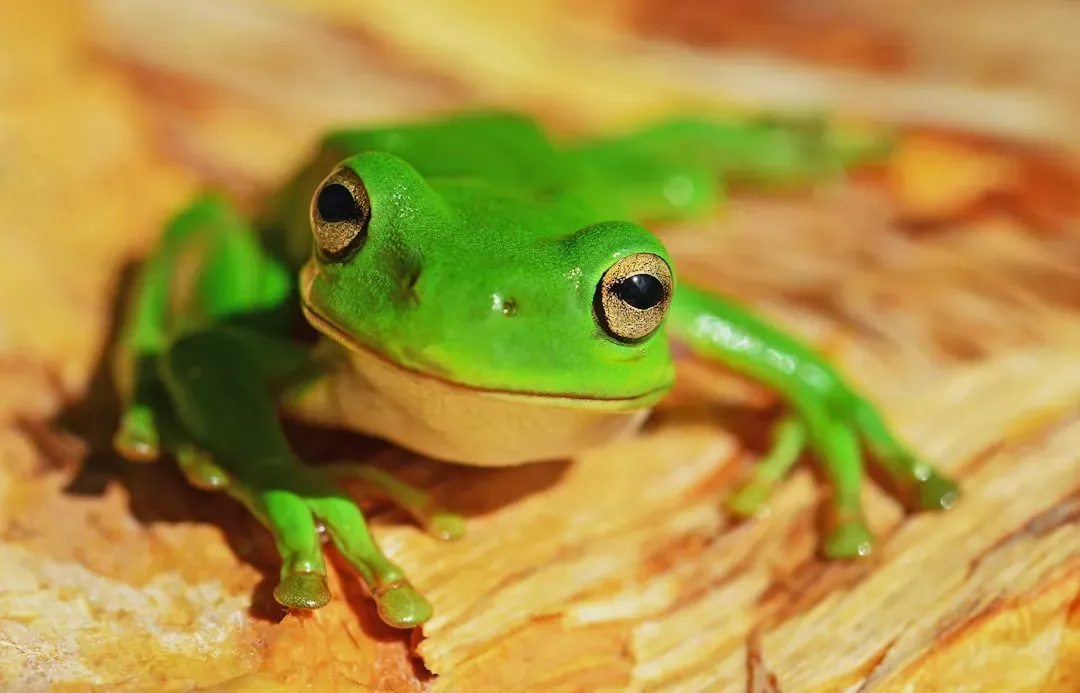 7. Green Frogs: Amphibian Gender Surprise (Image Credits: Unsplash)