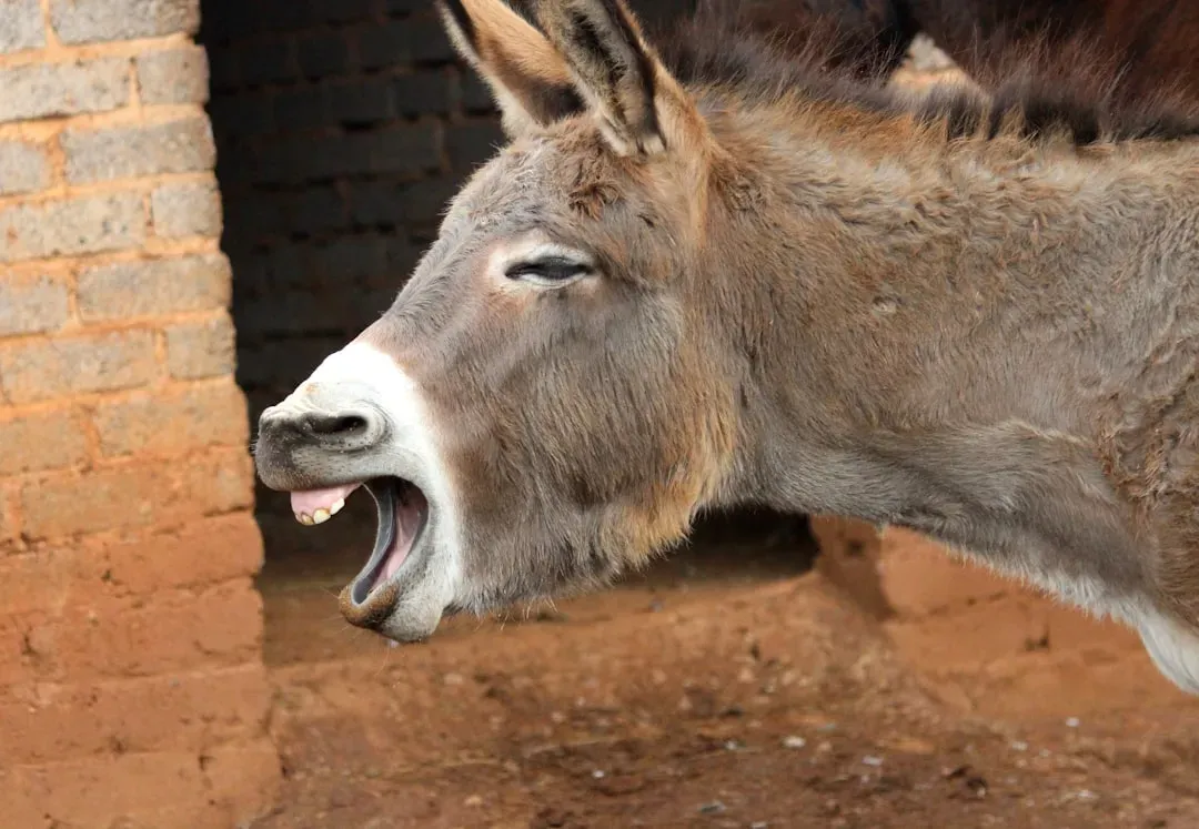 Conclusion: Laughter Is Older Than Humanity Itself (Image Credits: Unsplash)