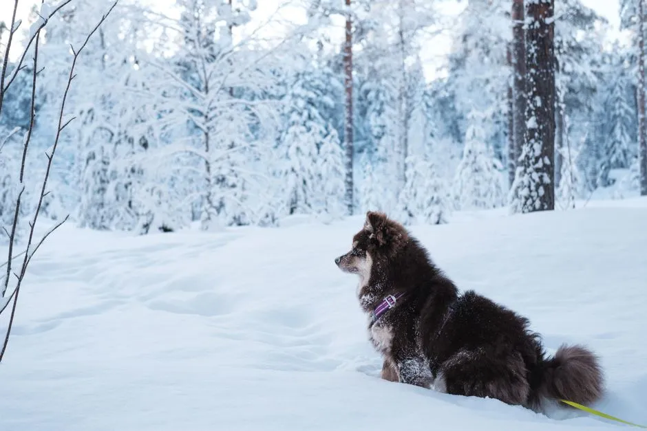 25. Finnish Lapphund: Autumn Herding Weather Champ (Image Credits: Pexels)