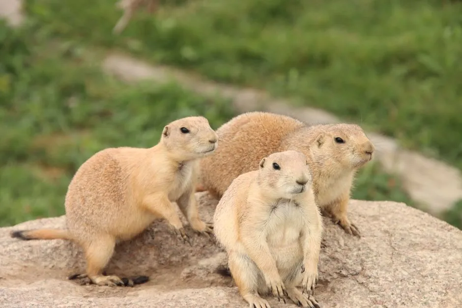 #6 Regional accents across prairie dog towns (Image Credits: Pexels)