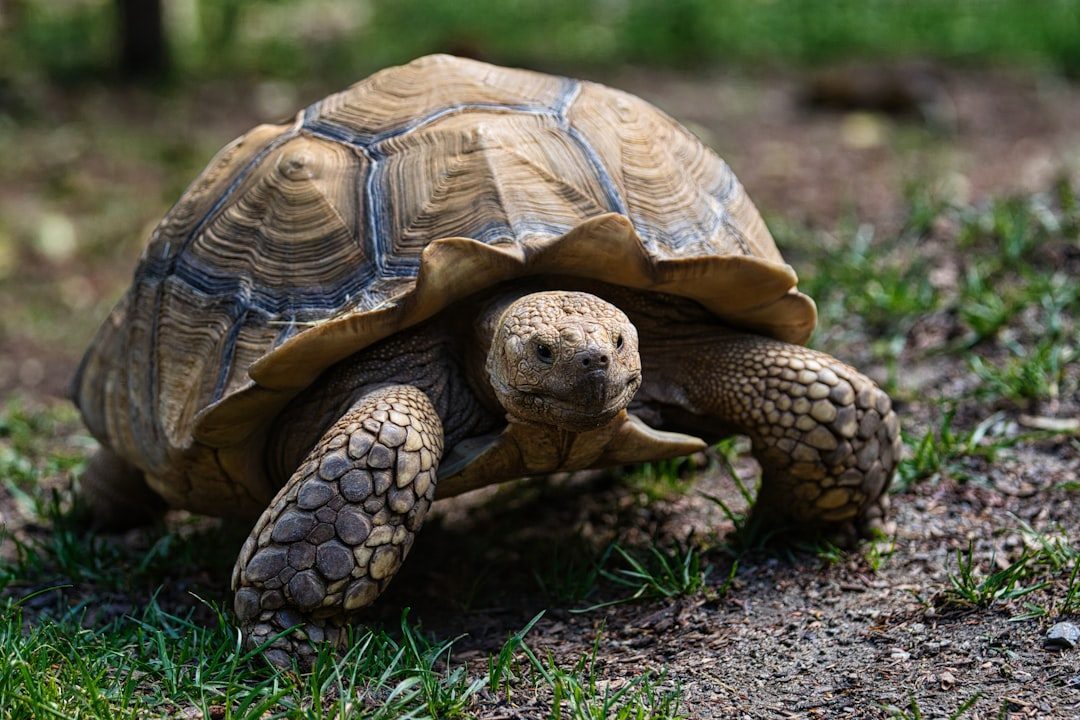 Desert Tortoises: The Mojave's Living Legends (Image Credits: Unsplash)