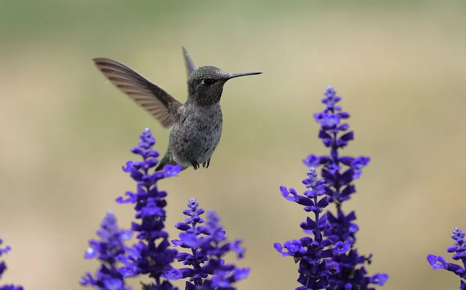 10 - Salvia (Salvia spp.) (Image Credits: Pexels)
