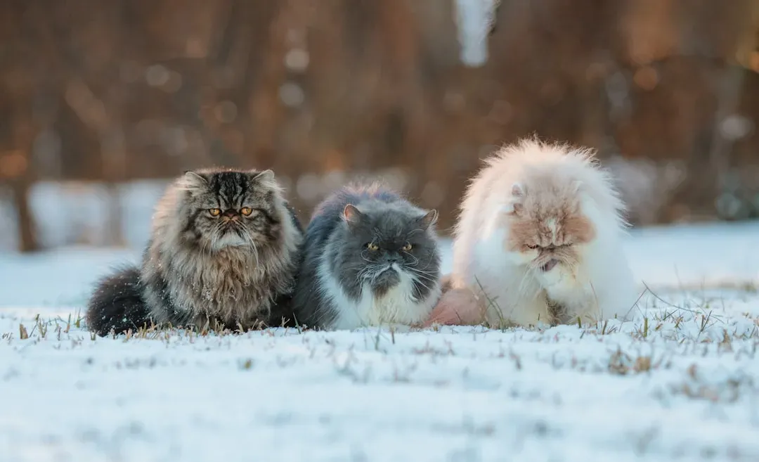 1. Persian Cat (Image Credits: Unsplash)