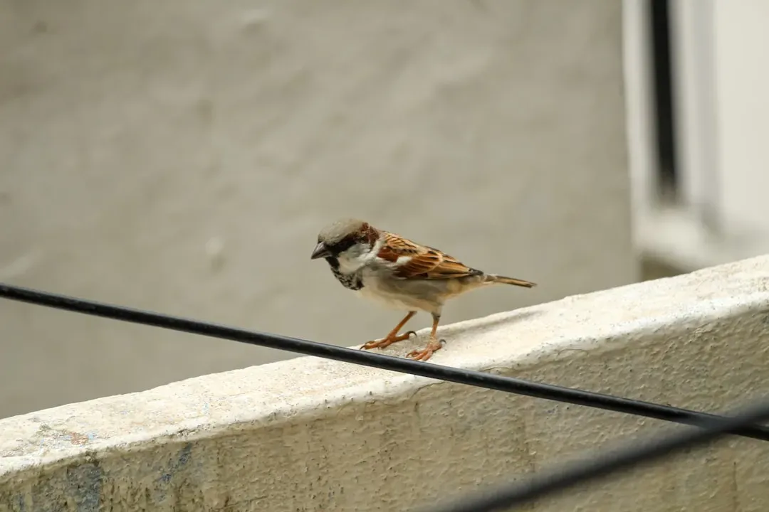 #5. They Hop Instead of Walk, and It Actually Means Something (Image Credits: Unsplash)