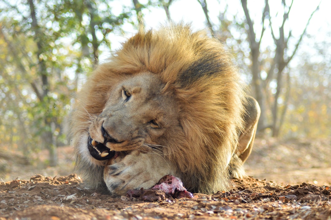 The Dark Side of Human-Lion Memory (Image Credits: Unsplash)