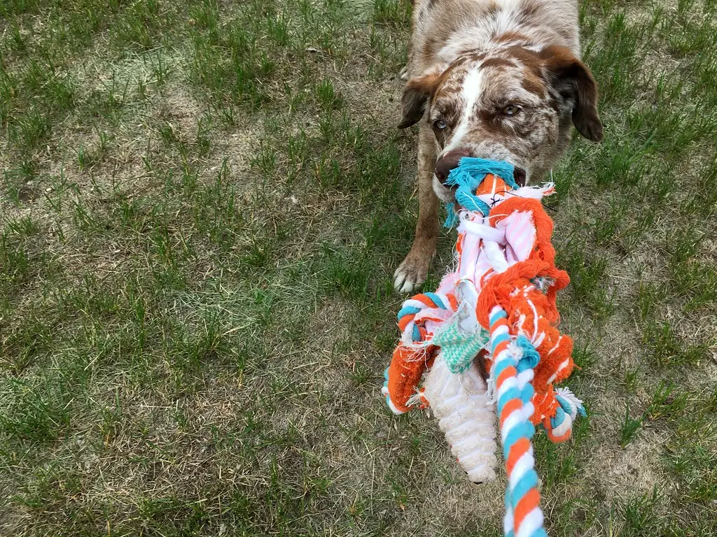 #4 - He Brings You His Toys (Even Broken Ones) (Image Credits: Flickr)