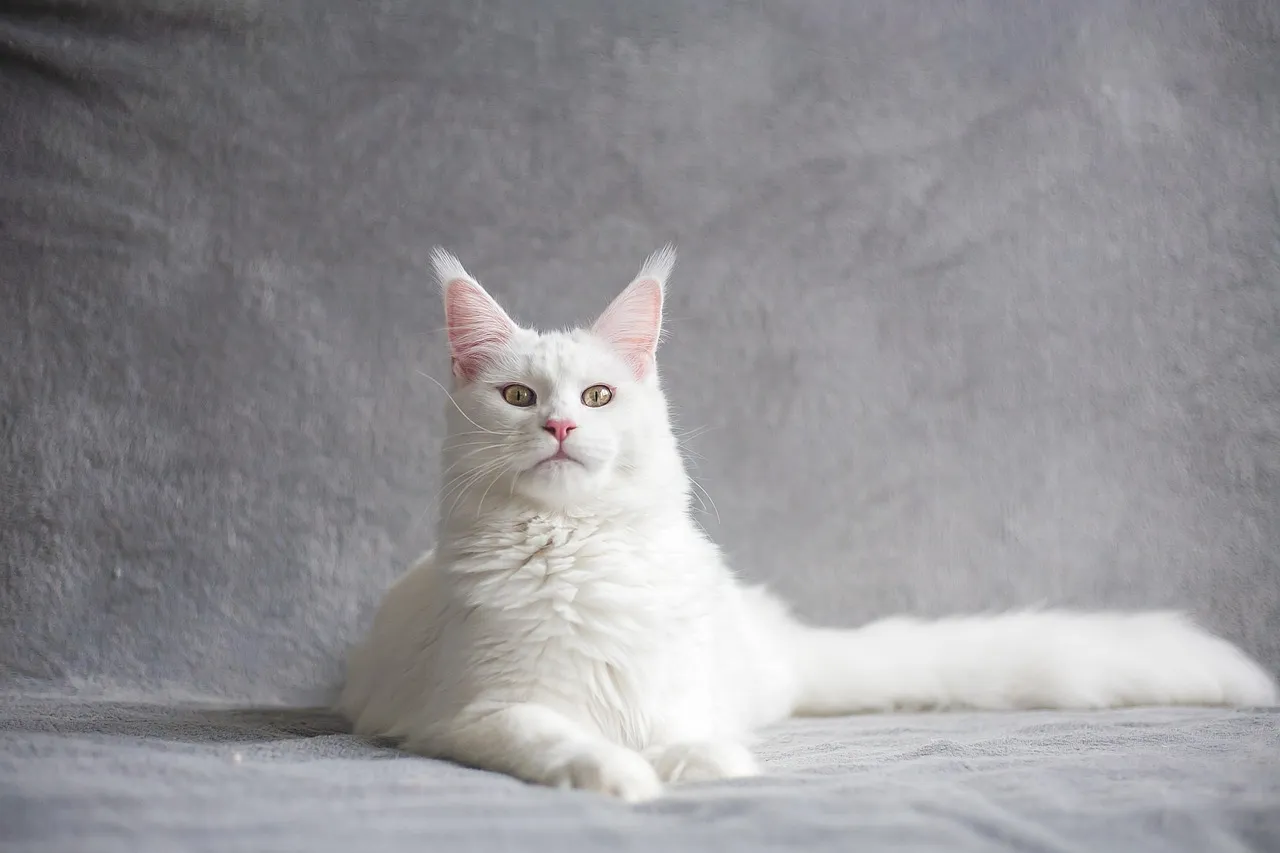 #12 &ndash; Maine Coon: Larger, Fluffier, and Surprisingly Opinionated (Image Credits: Pixabay)