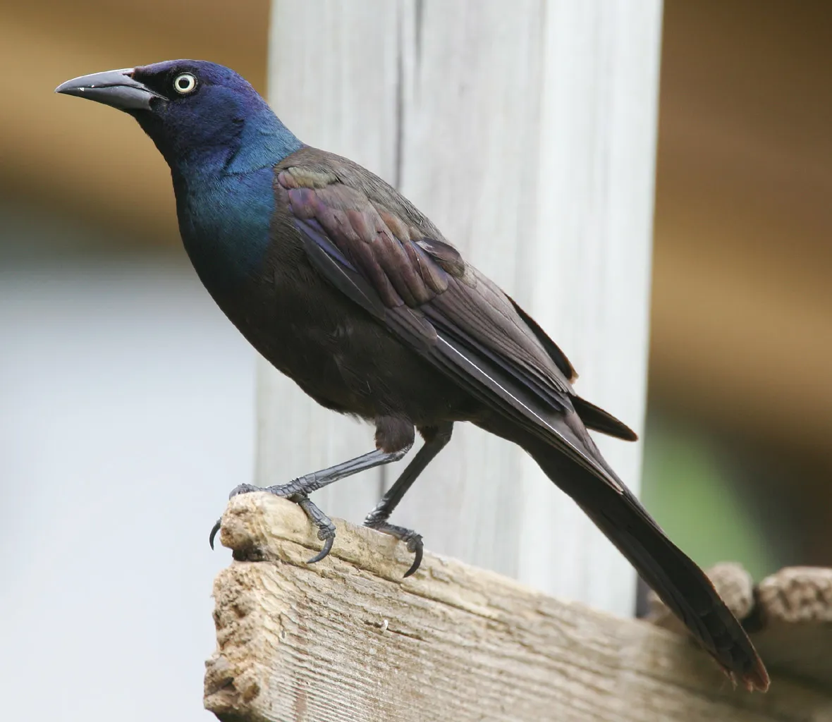 #17 - Common Grackle: Fewer Iridescent Bullies Than Before (By Mdf, CC BY-SA 3.0)