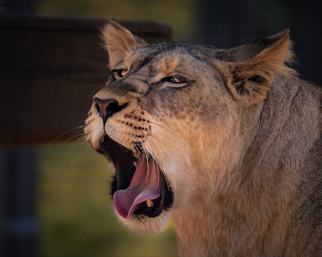 The Surprising Social Benefits of Behavioral Mimicry (Image Credits: Unsplash)