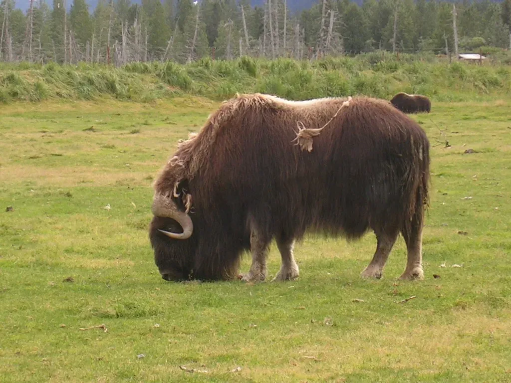 #2 Taurus (April 20 &ndash; May 20) - The Musk Ox (U.S. Department of the Interior, Flickr, CC BY-SA 2.0)