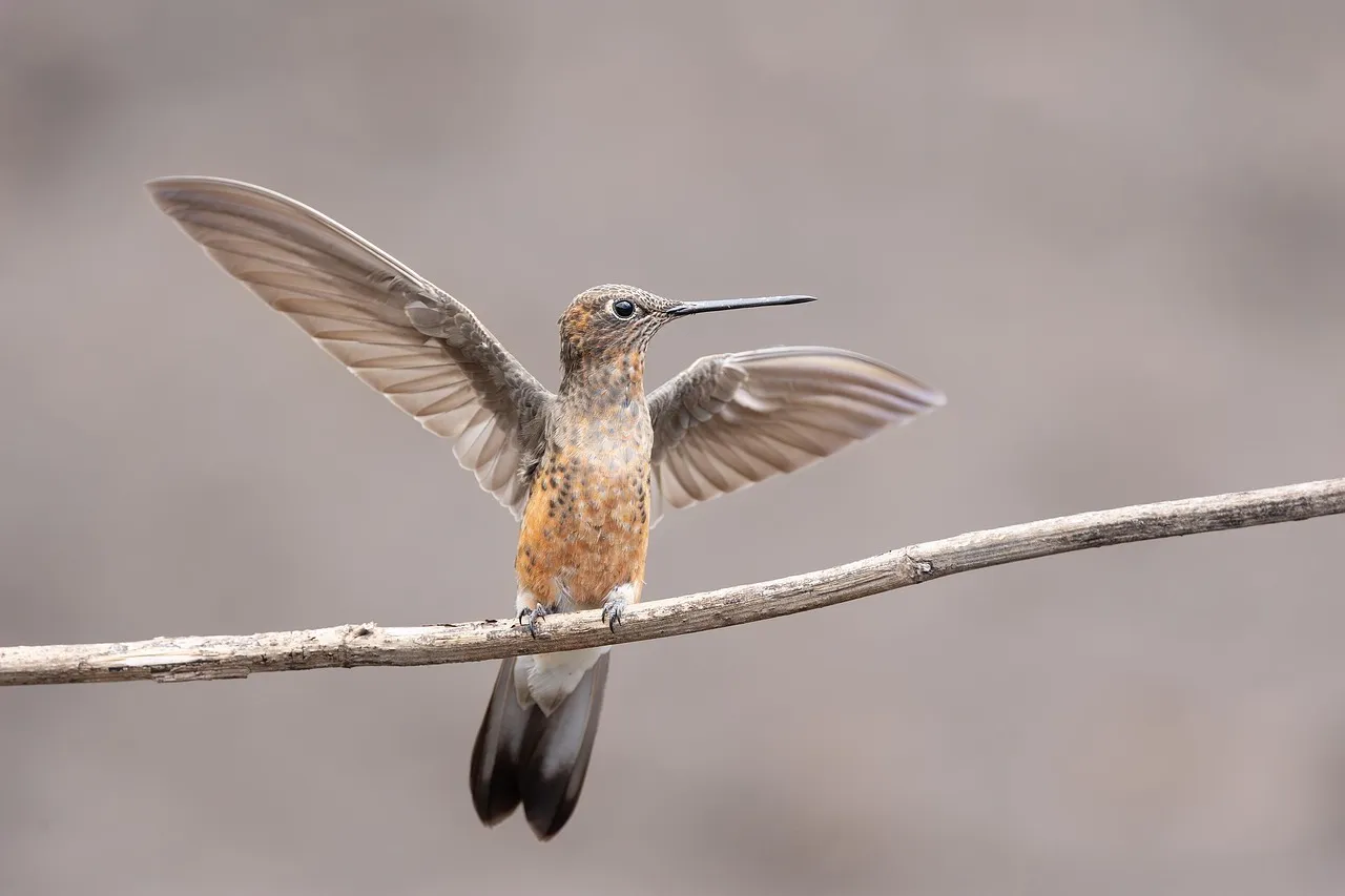 #8 - Their Colors Seem to Fade as Breeding Season Ends (Image Credits: Pixabay)
