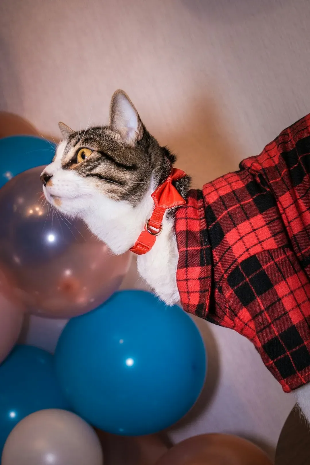 Balloons Floating Around the House (Image Credits: Unsplash)