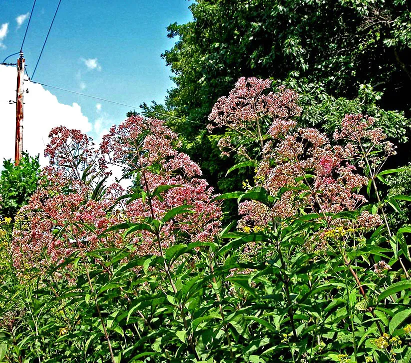 #11 - Joe-Pye Weed: Eupatorium That Thrives in Lean Conditions (dok1, Flickr, CC BY 2.0)