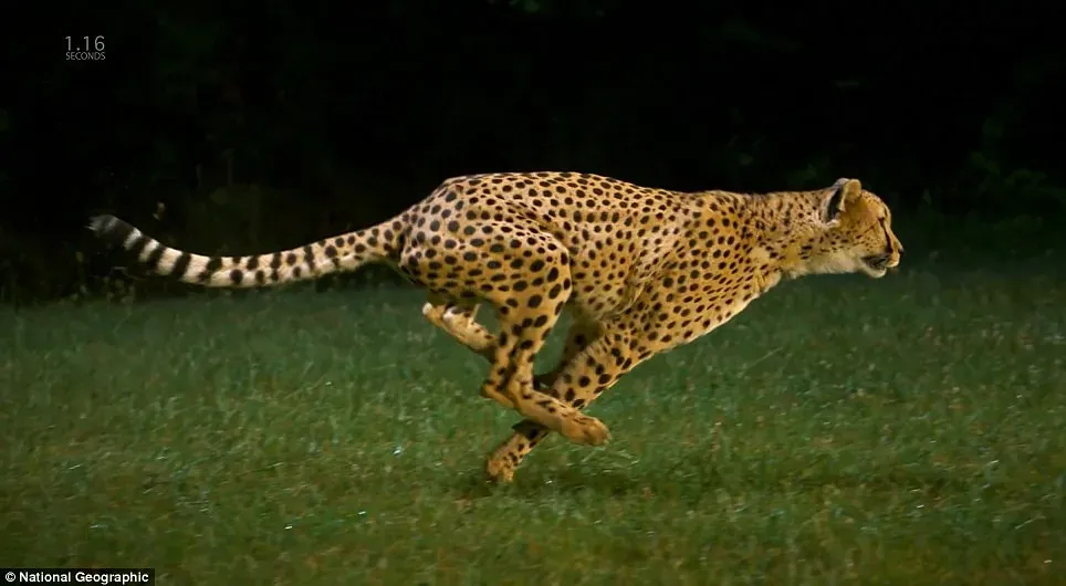 #1. Aries (March 21 &ndash; April 19): The Cheetah (tnssofres, Flickr, CC BY 2.0)