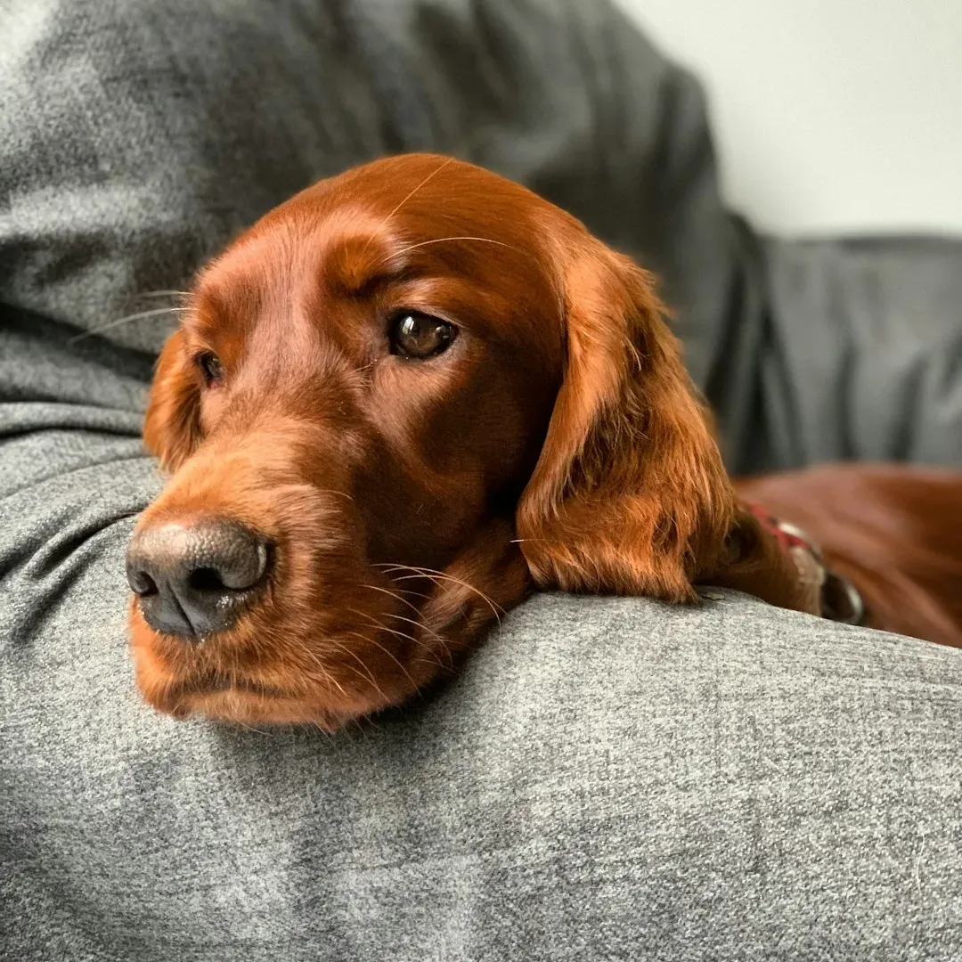 Irish Setter: The Red-Haired Beauty That Never Stops Moving (Image Credits: Unsplash)