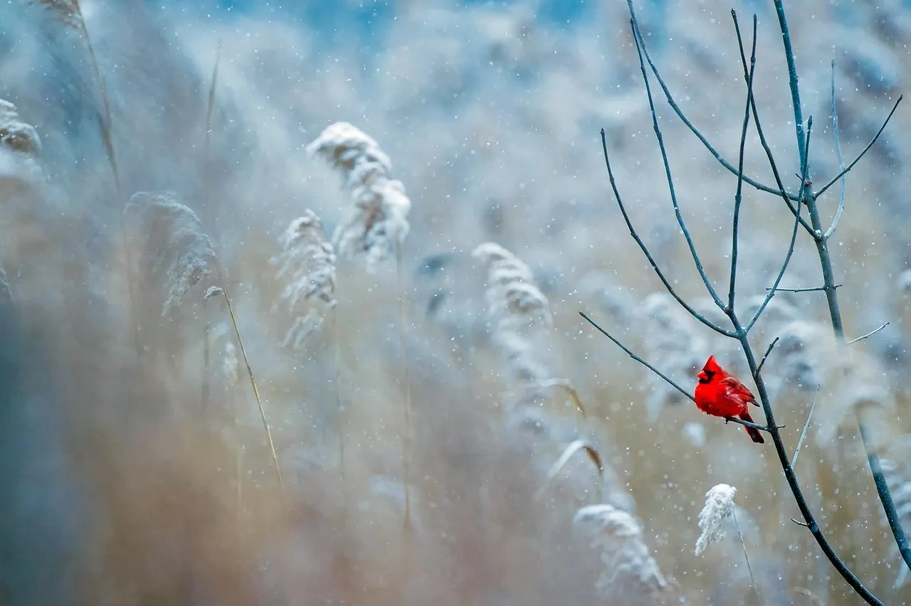 Leo: Radiating Confidence (Image Credits: Pixabay)