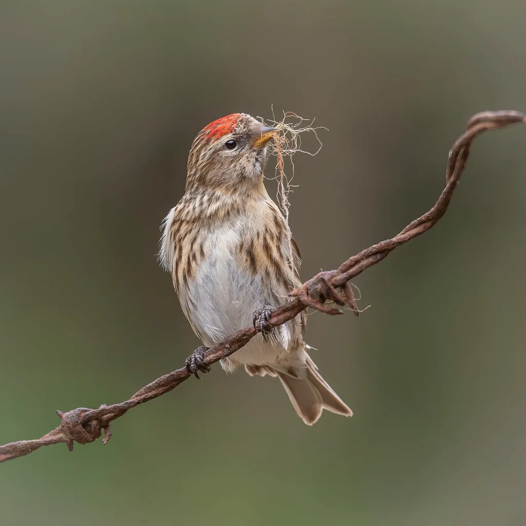 #5 - Adults Start Bringing Their Young Right Into Your Yard (cazalegg, Flickr, CC BY 2.0)