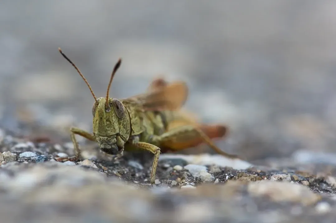 The Cricket's Chirp: Temperature Reading Included (Image Credits: Unsplash)