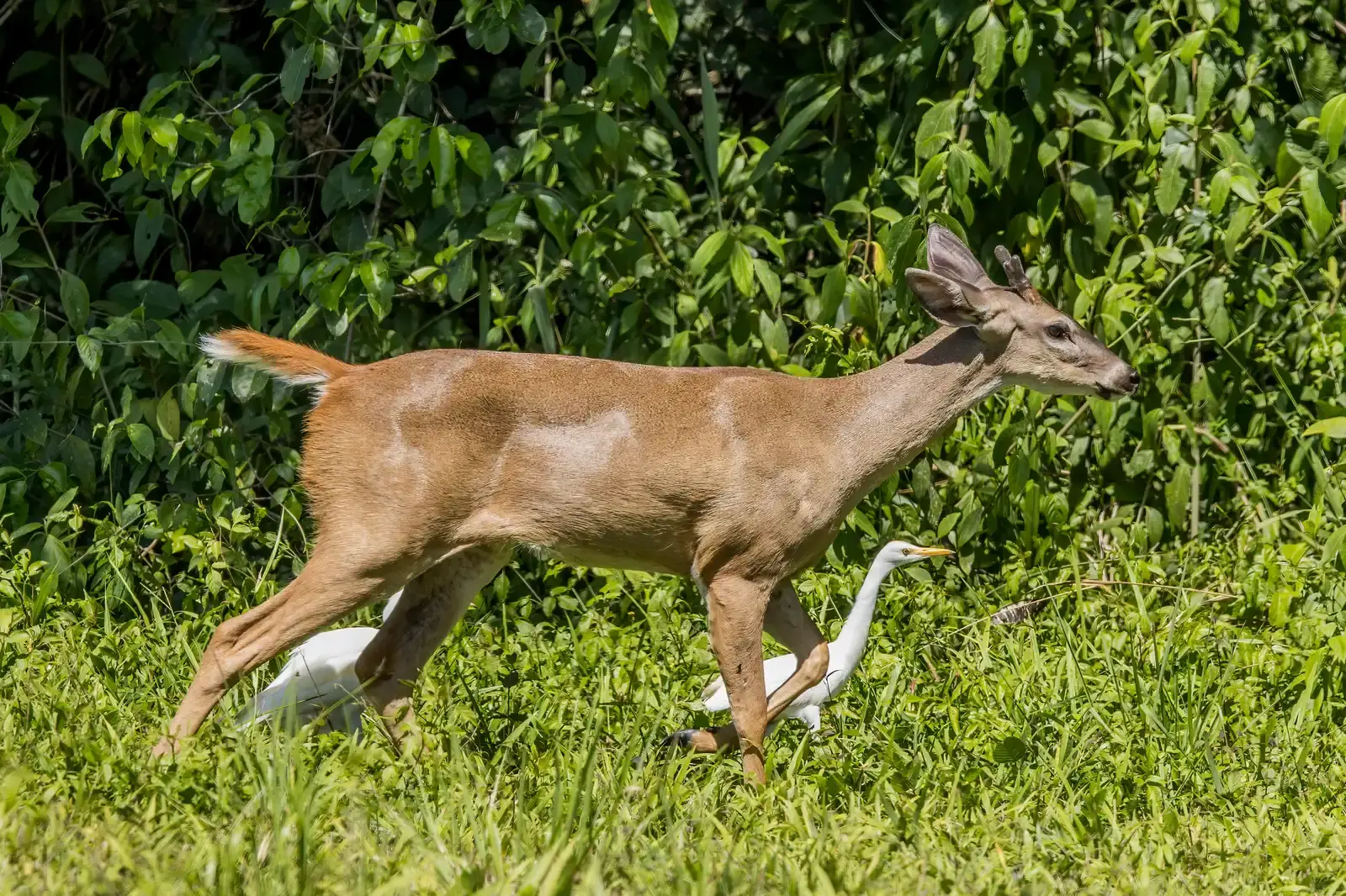 Taurus: The White-Tailed Deer (Image Credits: Wikimedia)