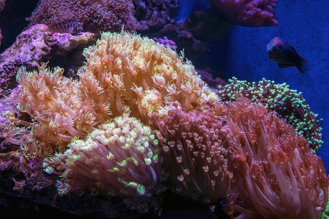 The Great Ocean Acidification Crisis (Image Credits: Unsplash)