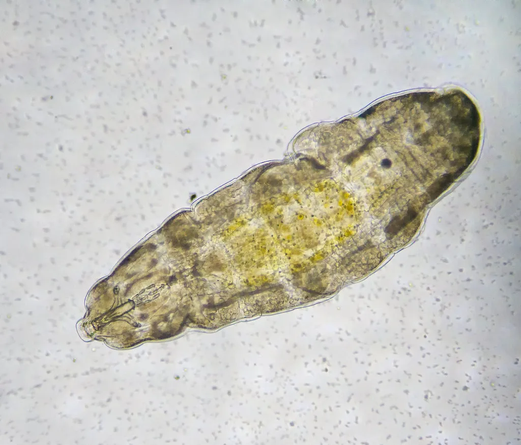 Tardigrades: The Tiny &ldquo;Immortals&rdquo; That Shut Life Off Like a Switch (AJC1, Flickr, CC BY-SA 2.0)
