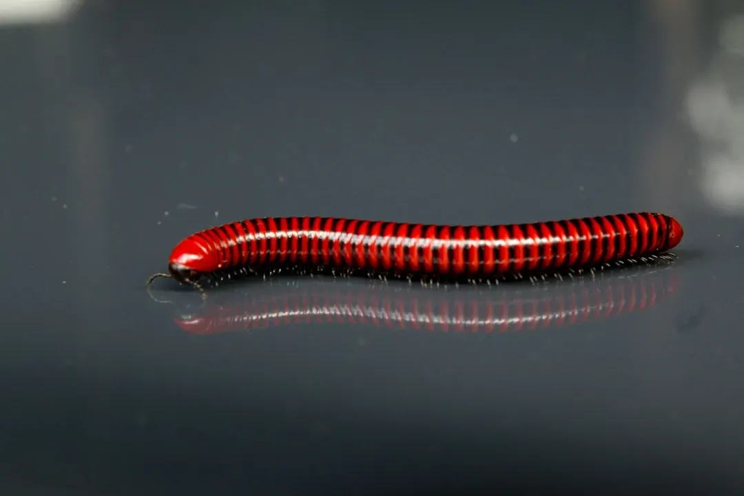 Nearly 12,000 Feet Underground: The Devil Worms (Image Credits: Unsplash)